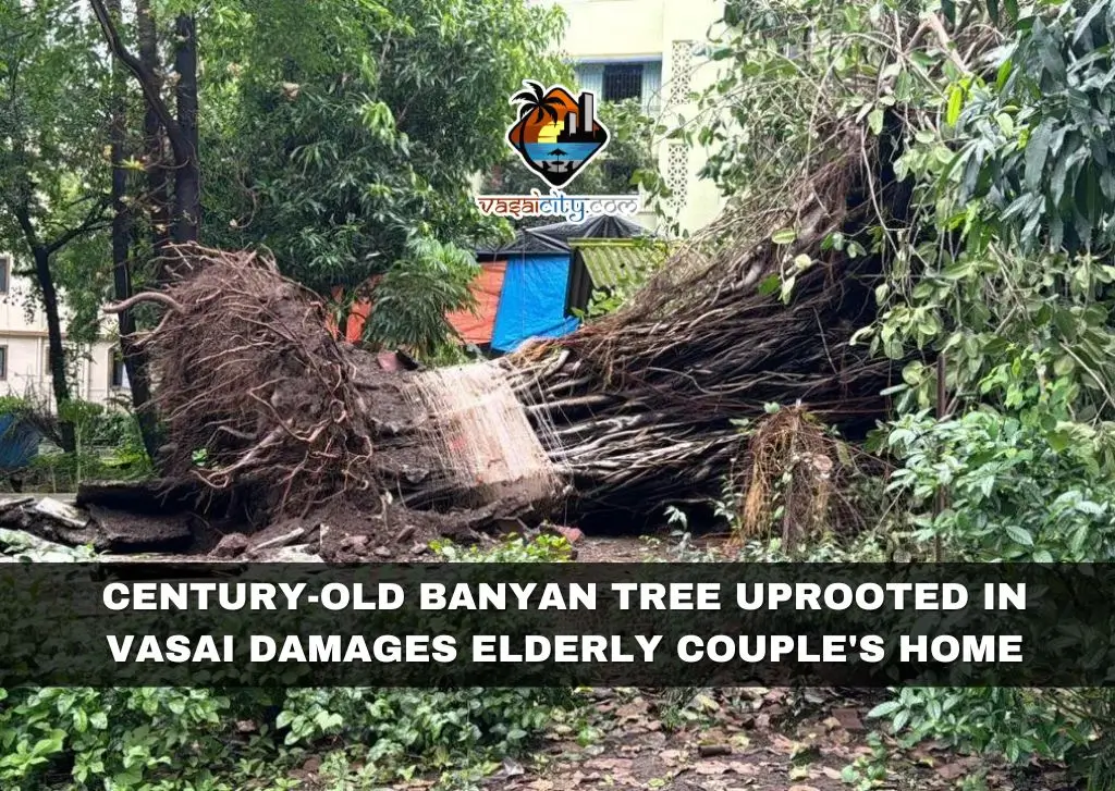 Century-Old Banyan Tree Uprooted in Vasai Damages Elderly Couple’s Home