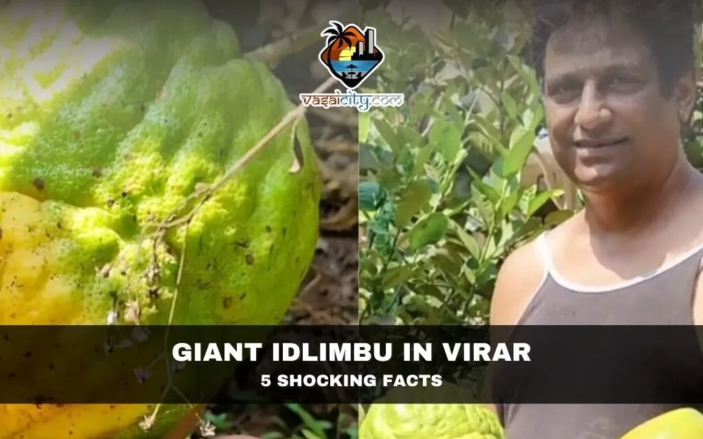 Giant Idlimbu in Virar