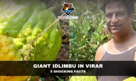 Giant Idlimbu in Virar