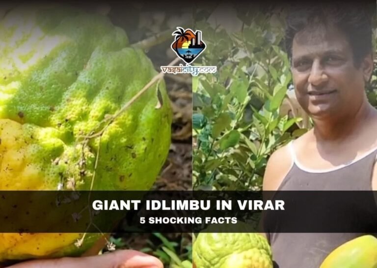 Giant Idlimbu in Virar