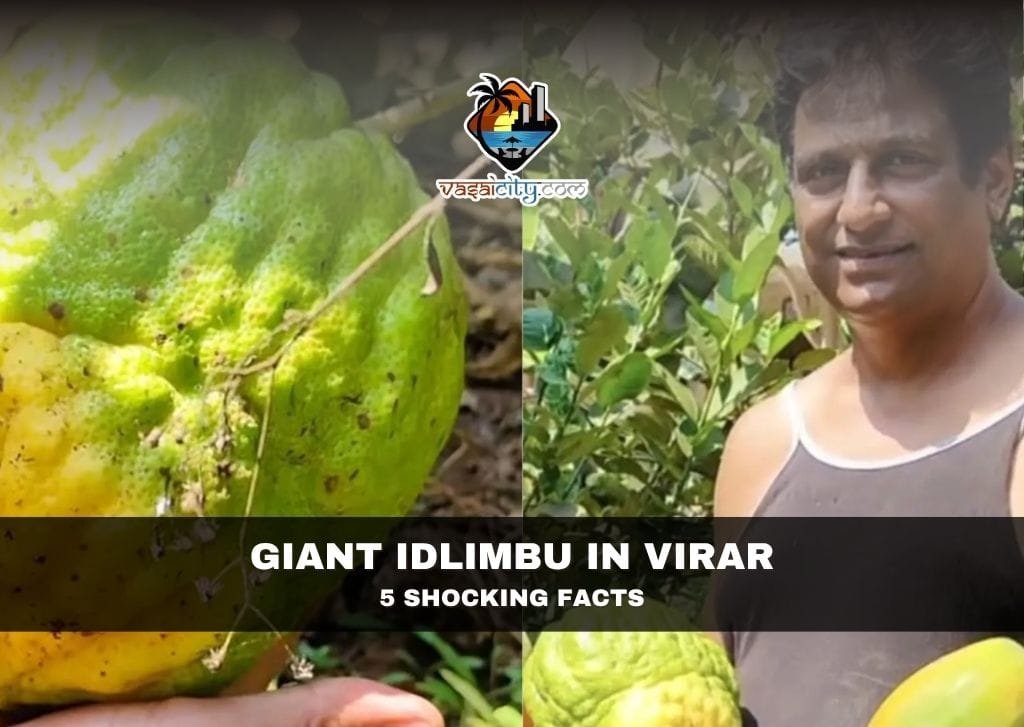 Giant Idlimbu in Virar