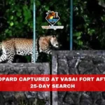 Leopard Captured at Vasai Fort After 25-Day Search