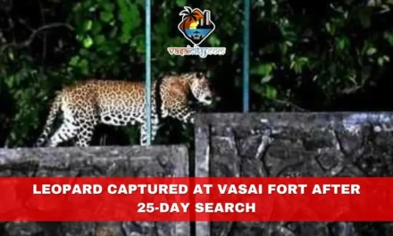 Leopard Captured at Vasai Fort After 25-Day Search