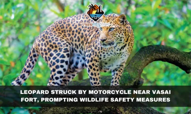 Leopard Struck by Motorcycle Near Vasai Fort, Prompting Wildlife Safety Measures