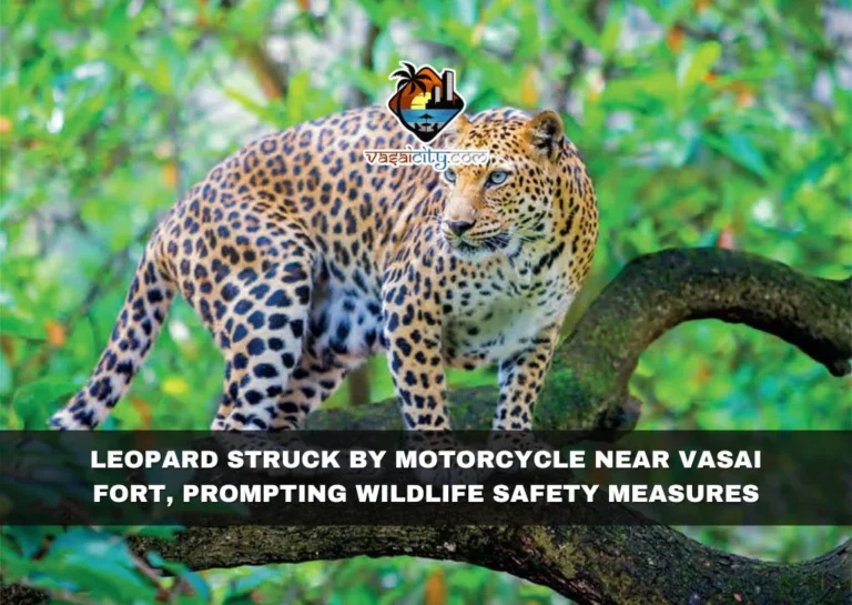 LEOPARD STRUCK BY MOTORCYCLE NEAR VASAI FORT, PROMPTING WILDLIFE SAFETY MEASURES 9 Leopard Struck By Motorcycle Near Vasai Fort, Prompting Wildlife Safety Measures