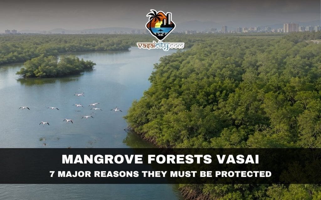 Mangrove Forests Vasai: The Natural Shield That Needs Urgent Protection