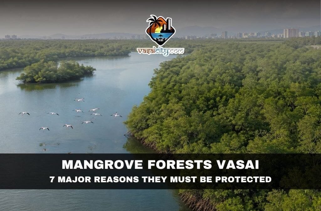 Mangrove Forests Vasai: The Natural Shield That Needs Urgent Protection