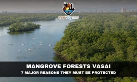 Mangrove Forests Vasai: The Natural Shield That Needs Urgent Protection