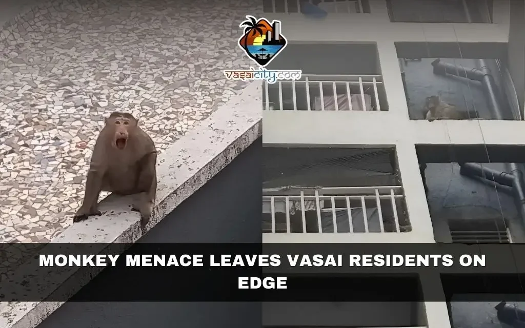 Monkey Menace Leaves Vasai Residents on Edge
