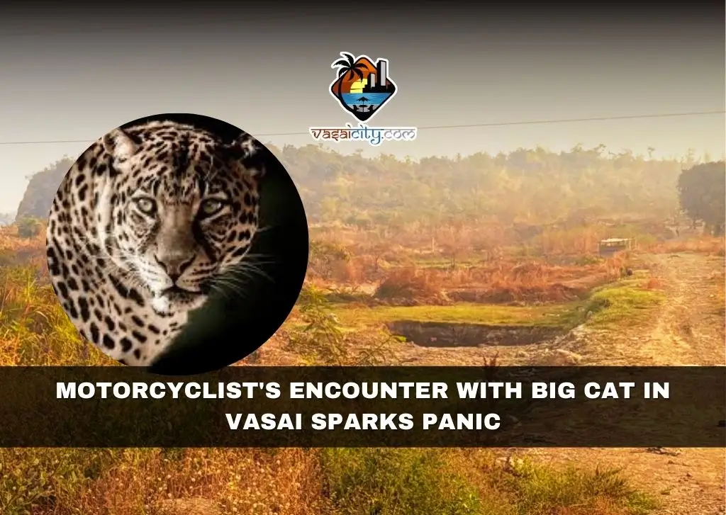 Motorcyclist's Encounter with Big Cat in Vasai Sparks Panic