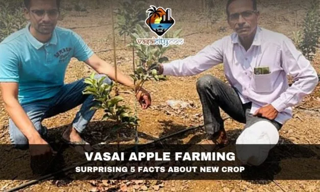 Vasai Apple Farming – Surprising 5 Facts About New Crop