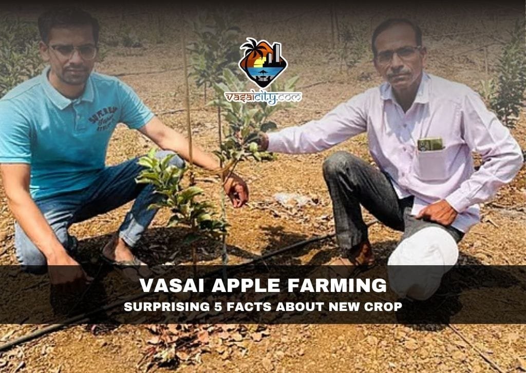 Vasai Apple Farming – Surprising 5 Facts About New Crop