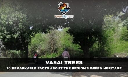 Vasai Trees: The Living Heritage That Continues to Shape the City’s Identity