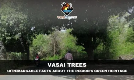 Vasai Trees: The Living Heritage That Continues to Shape the City’s Identity