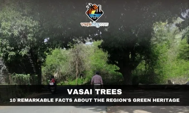 Vasai Trees: The Living Heritage That Continues to Shape the City’s Identity