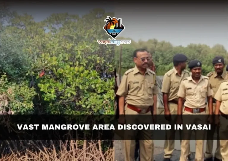 VAST MANGROVE AREA DISCOVERED IN VASAI 3 Vast Mangrove Area Discovered In Vasai